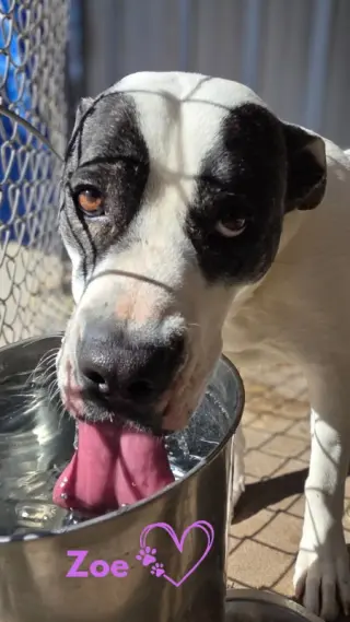 Zoe