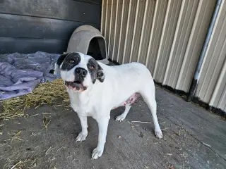 Zoe