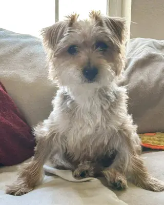 Annie