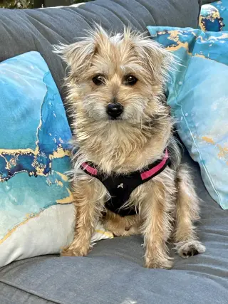 Annie