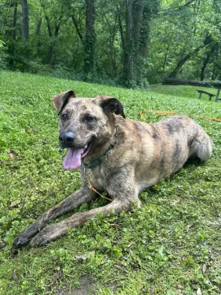 Bruno