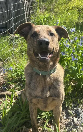 Bruno