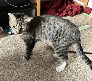 Nelly Mae