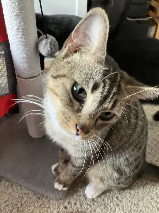 Nelly Mae