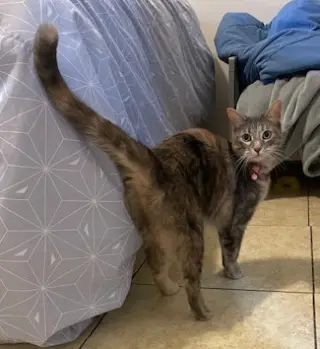 Helen