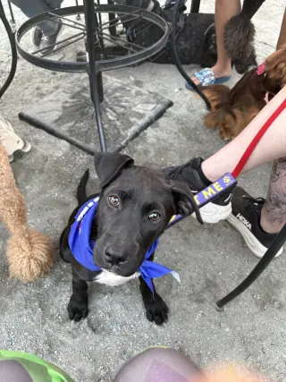 BookTok Fantasy Litter - Aelin - Located in VA