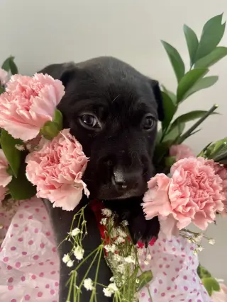 BookTok Fantasy Litter - Aelin - Located in VA