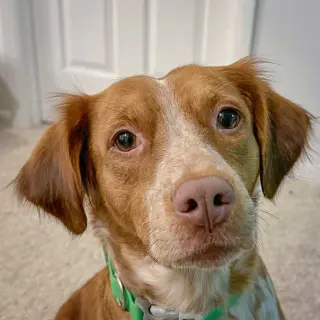 Shiloh
