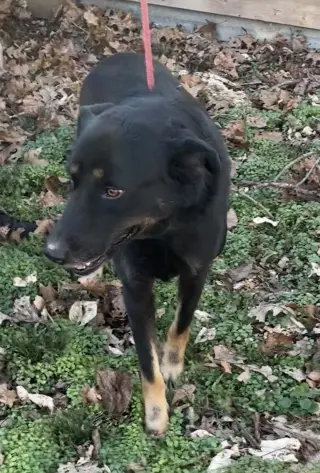 Max
