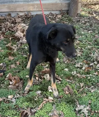 Max