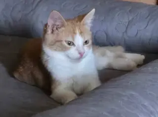 HANSEL