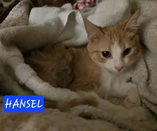 HANSEL