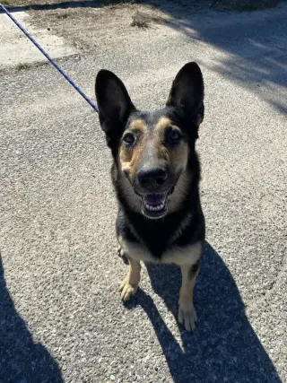 Dakota