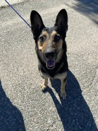 Dakota