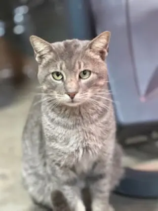 TOBY