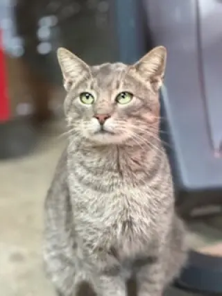 TOBY