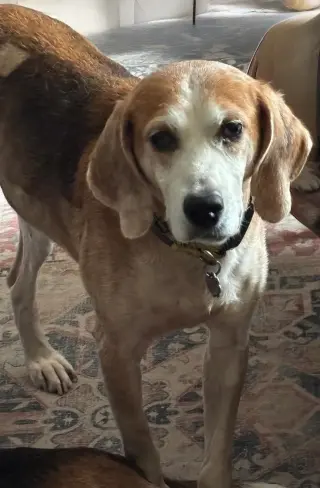 Gomer