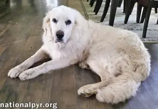 James in AL - Gives Boops For Attention!