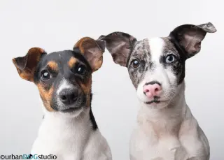 Bonded pair - Peach & Sprout