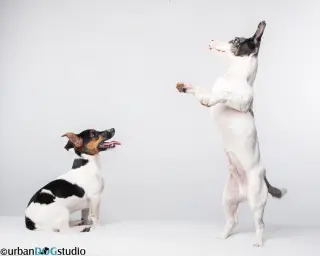 Bonded pair - Peach & Sprout