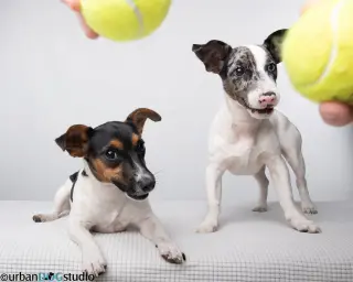 Bonded pair - Peach & Sprout