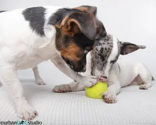 Bonded pair - Peach & Sprout