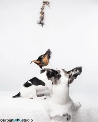 Bonded pair - Peach & Sprout