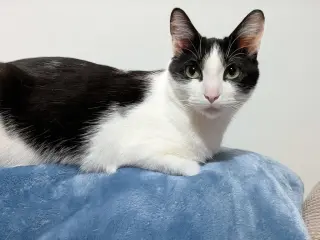 Viola