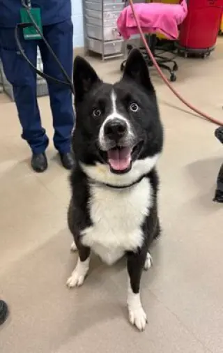 Ace
