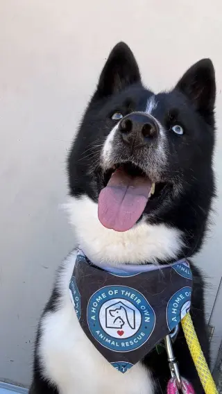 Ace