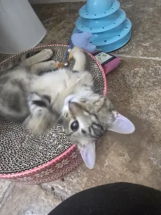 Foxy
