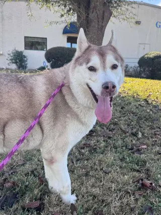 Sasha