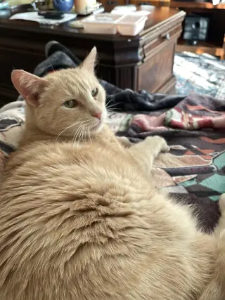 Blondie