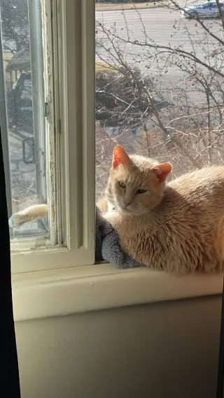 Blondie