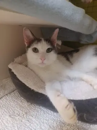Chatty