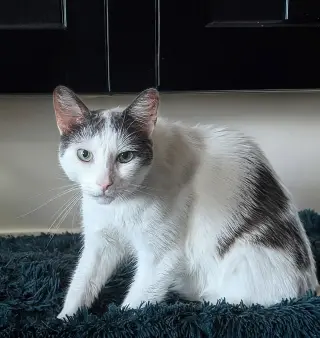 Chatty