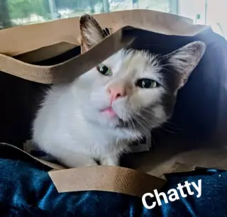 Chatty