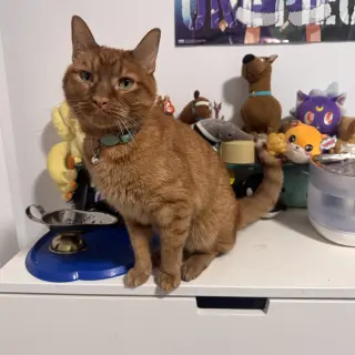 Simba