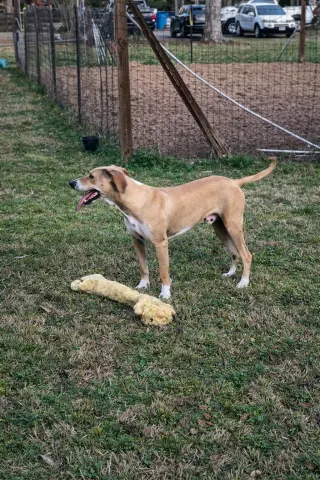 Buck