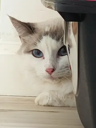 Cashmere