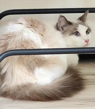 Cashmere