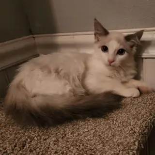 Cashmere