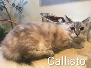 Callisto