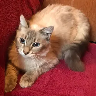 Callisto