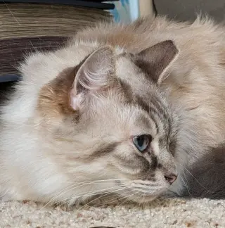 Callisto