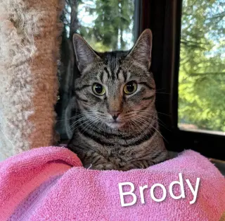 Brody