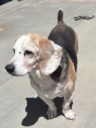 Solo-sweet senior! ADOPTED 6/7/26