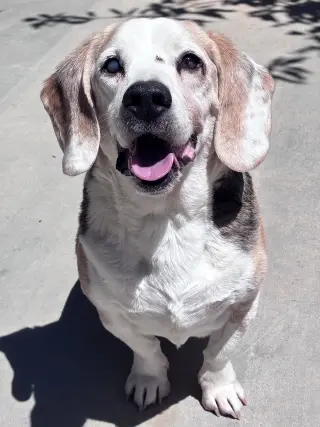 Solo-sweet senior! ADOPTED 6/7/26