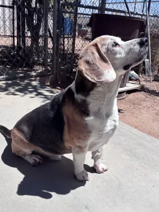 Solo-sweet senior! ADOPTED 6/7/26