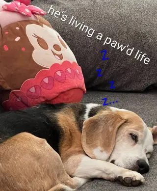 Solo-sweet senior! ADOPTED 6/7/26